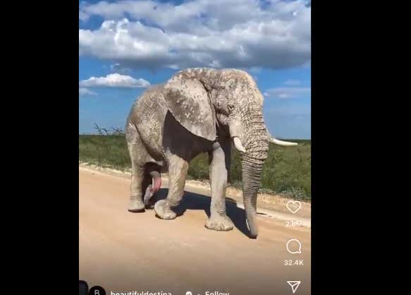 Elephant Cocks